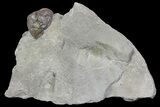 Wide, Enrolled Flexicalymene Trilobite In Shale - Ohio #67661-1